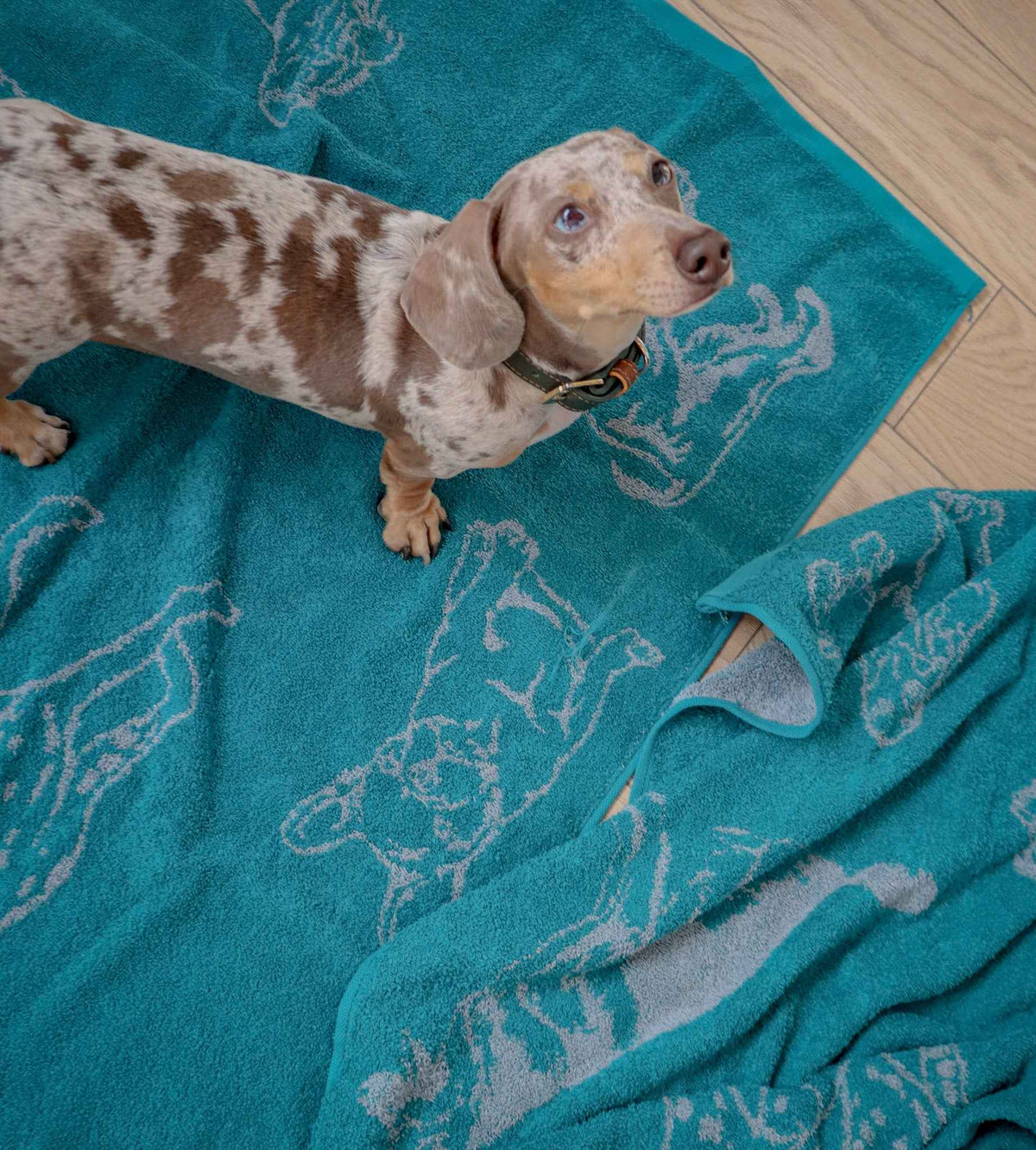 Toalla Razas Perros Jacquard 450gr 70x120cm (Línea peludos) Azul/Gris